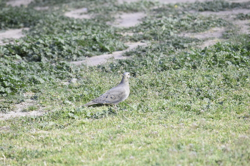 Mourning Dove