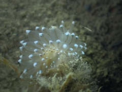 Antiopella cristata