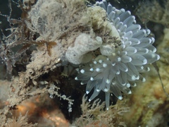 Antiopella cristata