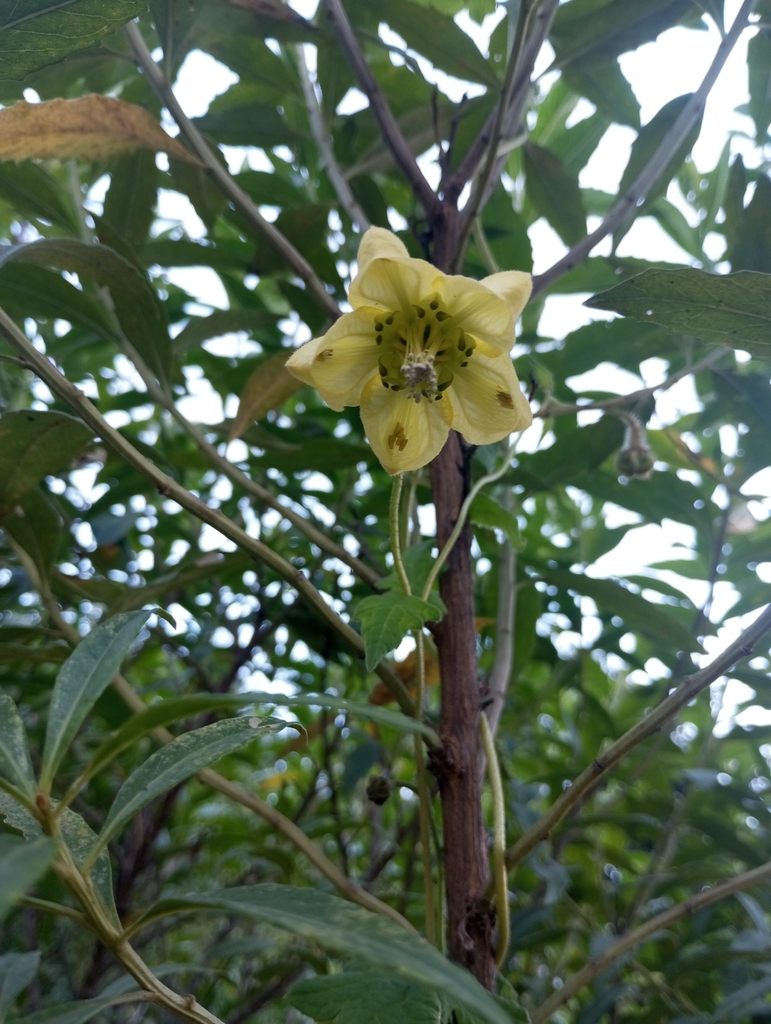 Caiophora vallegrandensis