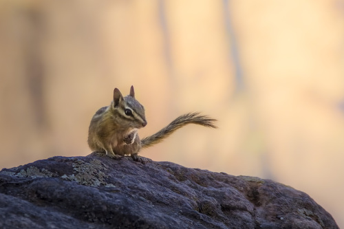 Uinta Chipmunk (Neotamias umbrinus), a species recorded in Utah