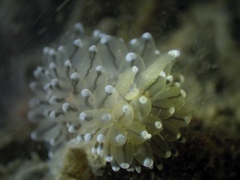 Antiopella cristata