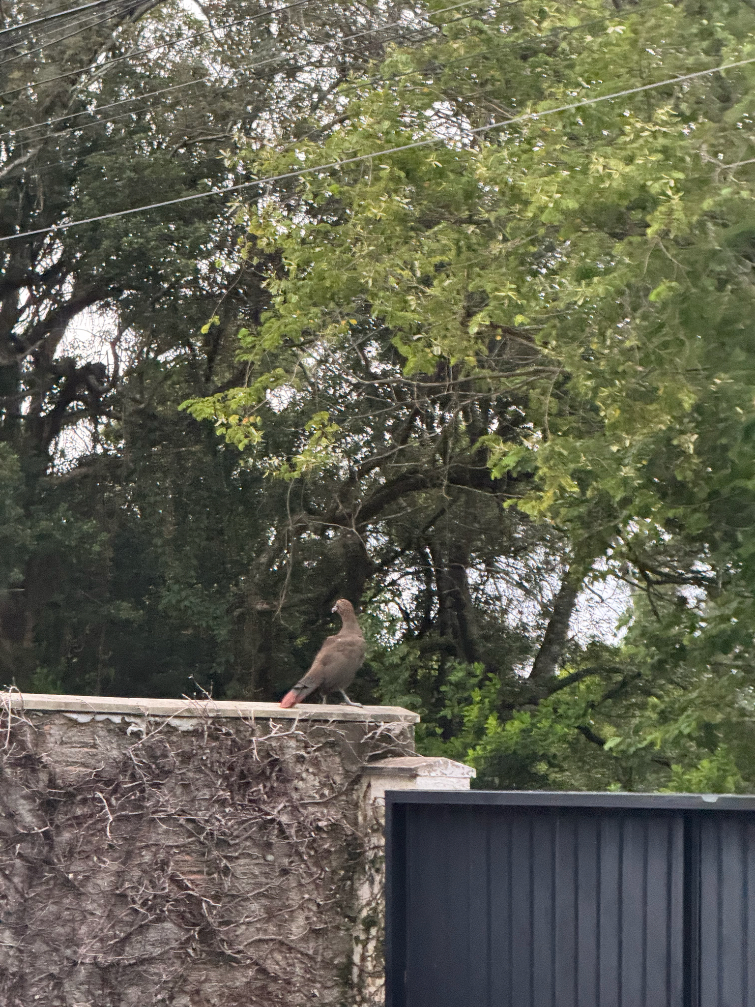 Scaled Chachalaca (Ortalis squamata), photo 10