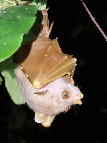 Nyctimene albiventer observed 2026-02-25