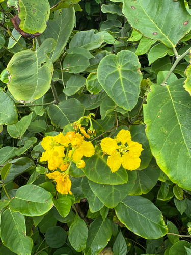 Stigmaphyllon ciliatum, photograph 4