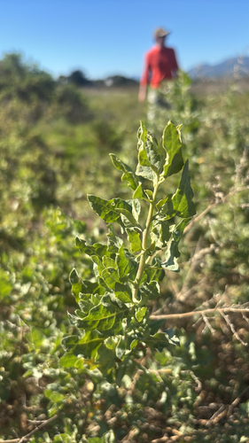 iNaturalist observation photo of big saltbush