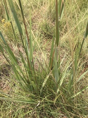 Diheteropogon amplectens