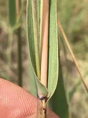 Diheteropogon amplectens