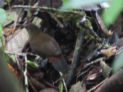Grey-throated Leaftosser (Sclerurus albigularis)