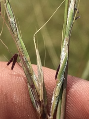 Diheteropogon amplectens