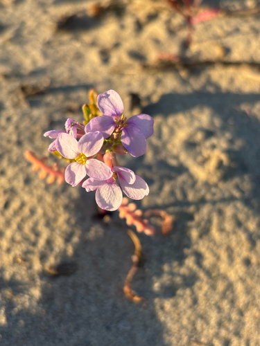 iNaturalist observation photo of European Searocket