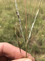 Diheteropogon amplectens
