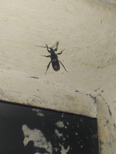 Rasahus hamatus