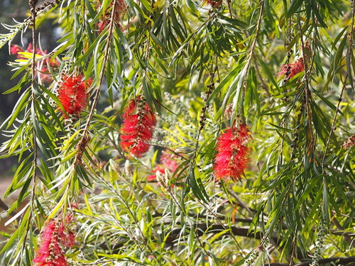 weeping bottlebrush