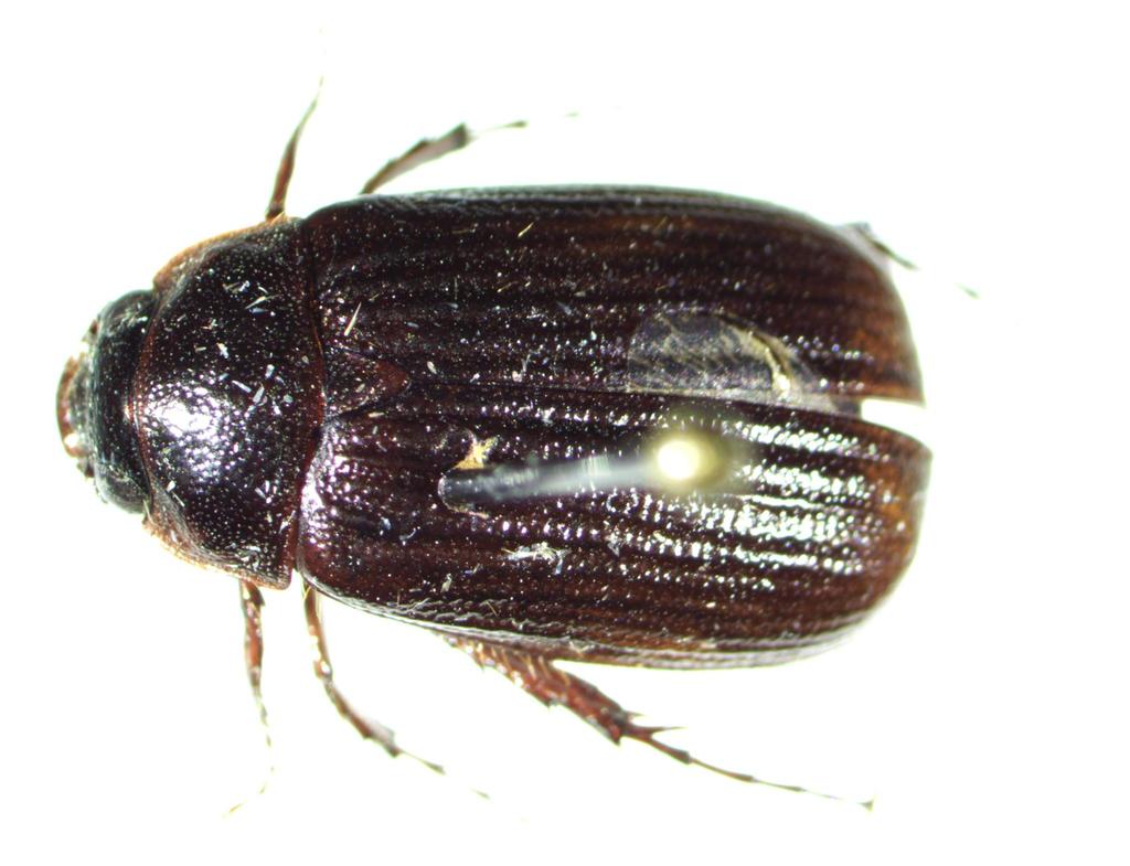 Serica georgiana