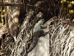Ctenosaura acanthura