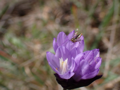 iNaturalist observation photo of blue dicks