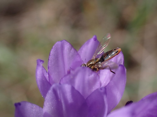 iNaturalist observation photo of Margined Calligrapher