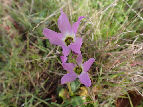 iNaturalist observation photo of Padre's Shooting Star