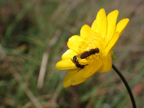 iNaturalist observation photo of California buttercup