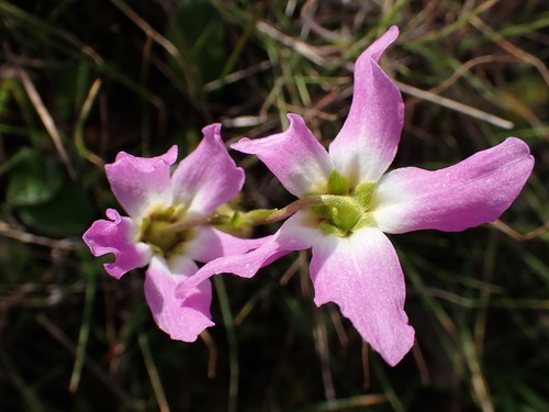 iNaturalist observation photo of Padre's Shooting Star