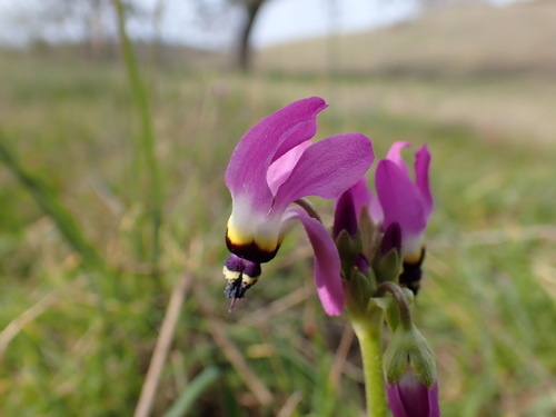 iNaturalist observation photo of Padre's Shooting Star