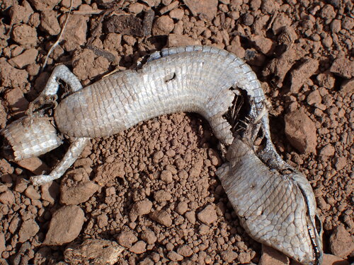 iNaturalist observation photo of Southern Alligator Lizard