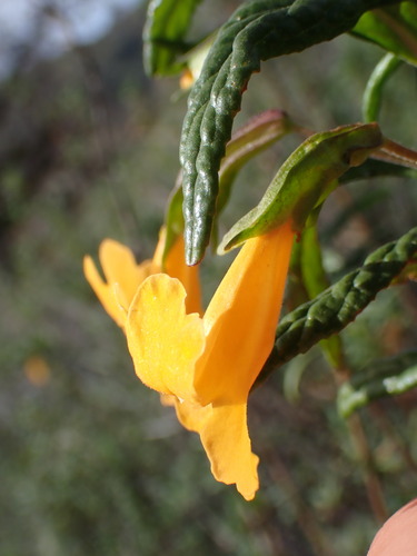 iNaturalist observation photo of orange bush monkeyflower