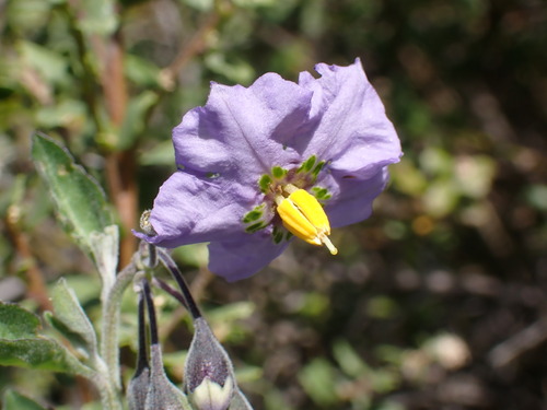 iNaturalist observation photo of bluewitch nightshade