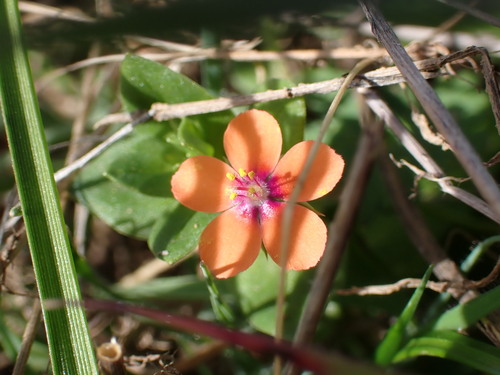iNaturalist observation photo of scarlet pimpernel