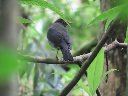White-throated Thrush (Turdus assimilis), photo 6