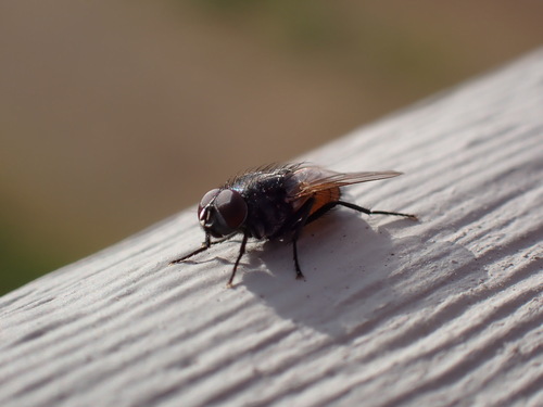 iNaturalist observation photo of Musca