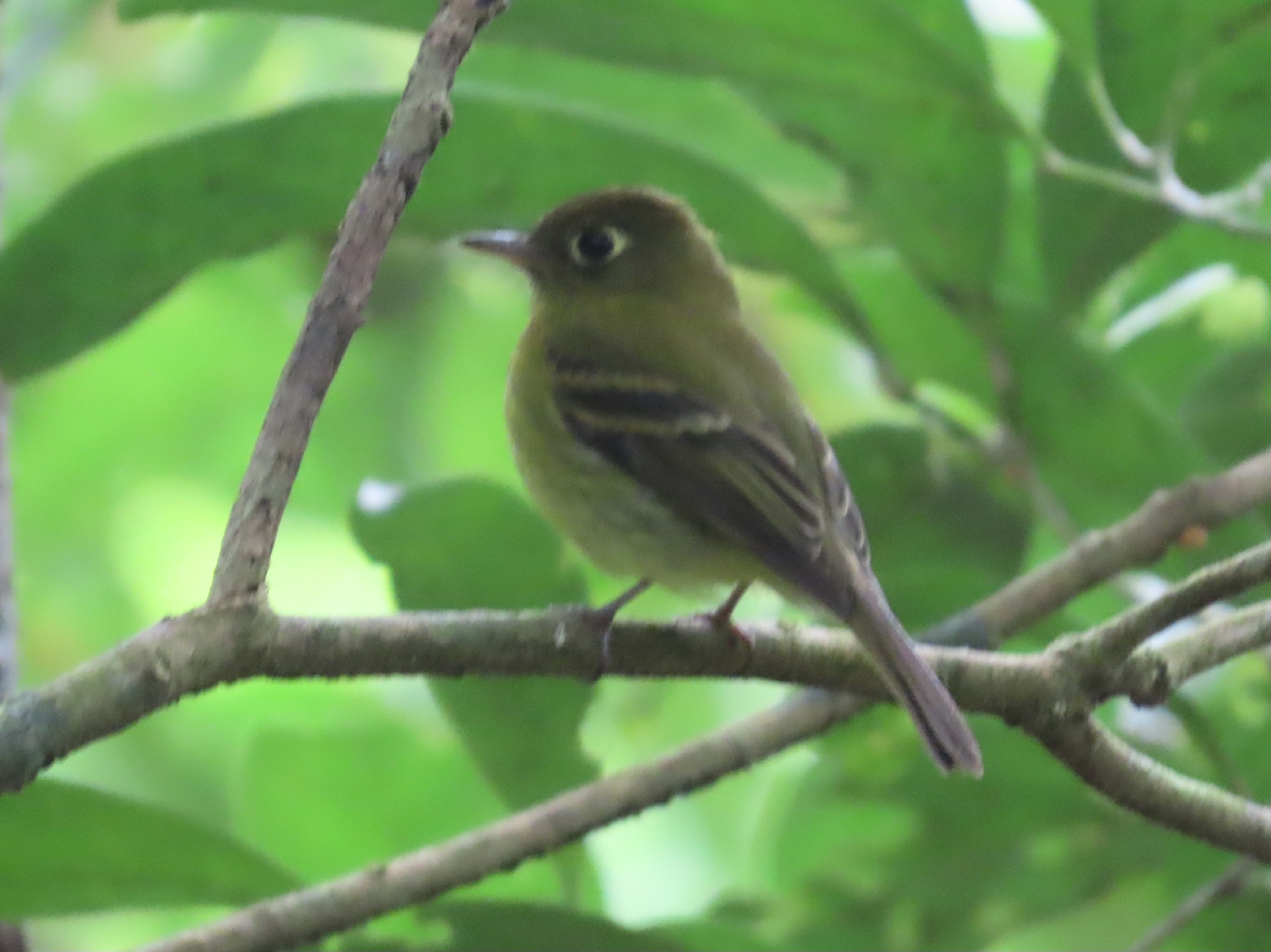 Yellowish Flycatcher (Empidonax flavescens), photo 6