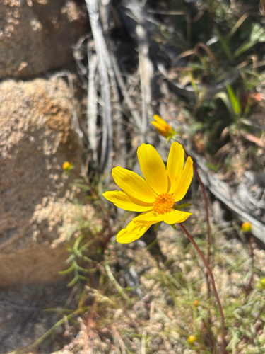 iNaturalist observation photo of Bigelow's tickseed
