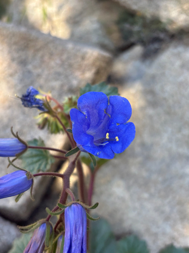 iNaturalist observation photo of Phacelia campanularia vasiformis