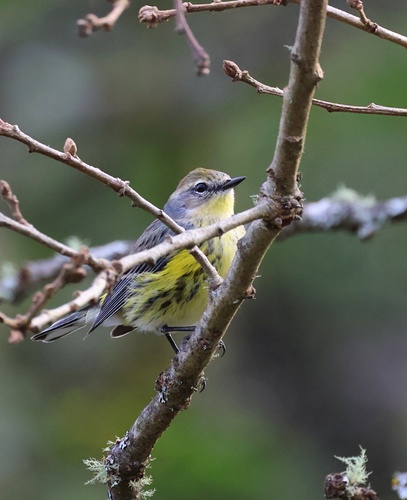 Yellow-rumped Warbler photographed in California