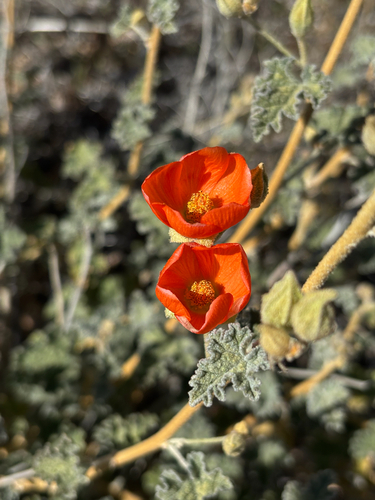 iNaturalist observation photo of Apricot Globemallow