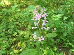 Iodanthus pinnatifidus