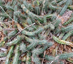 Echinocereus berlandieri