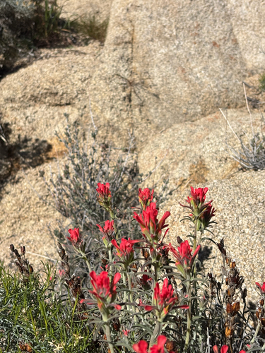 iNaturalist observation photo of Desert Paintbrush