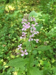 Iodanthus pinnatifidus