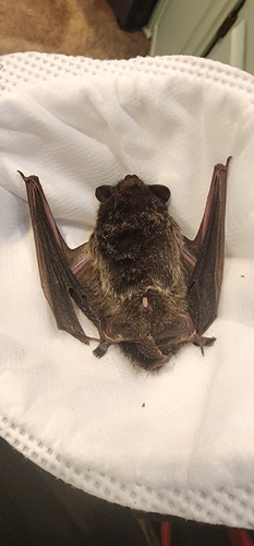 Silver-haired Bat observed by anubisfang