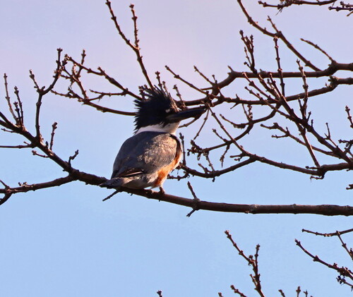 Belted Kingfisher