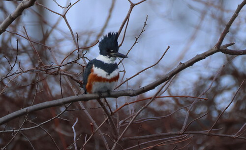Belted Kingfisher