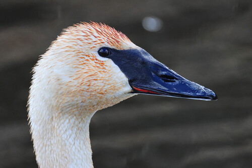 Trumpeter Swan