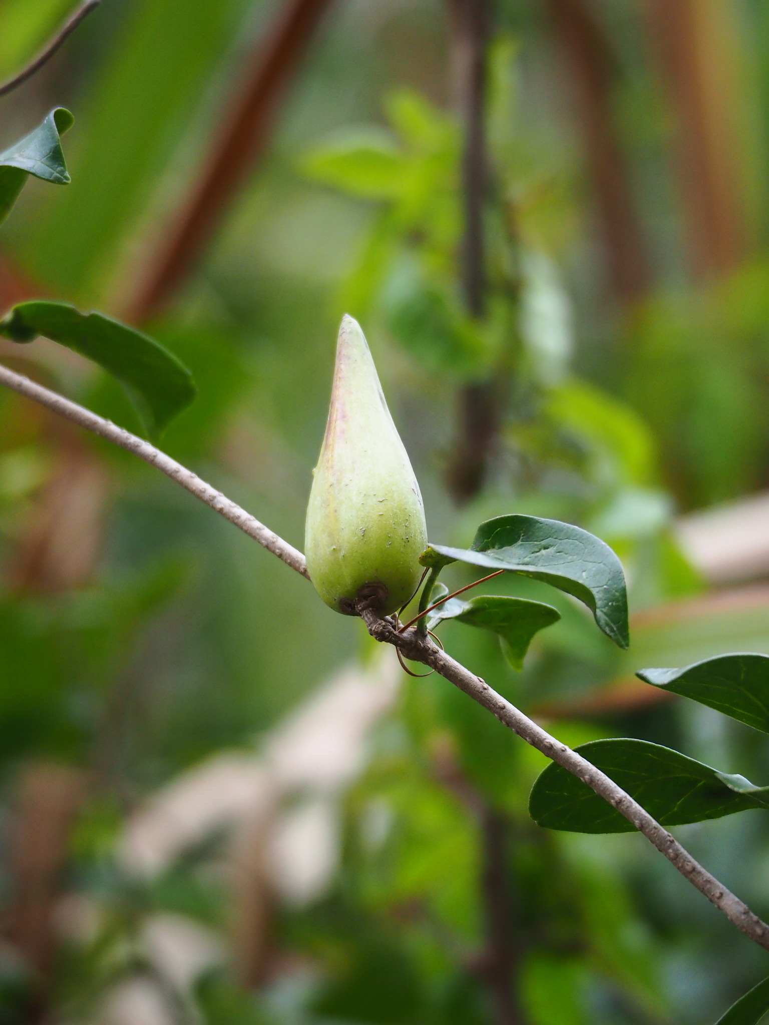 Miracle Fruit (Gymnema sylvestre)