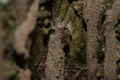 Atypidae