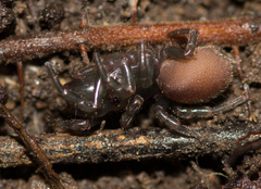 Atypidae
