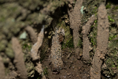 Atypidae
