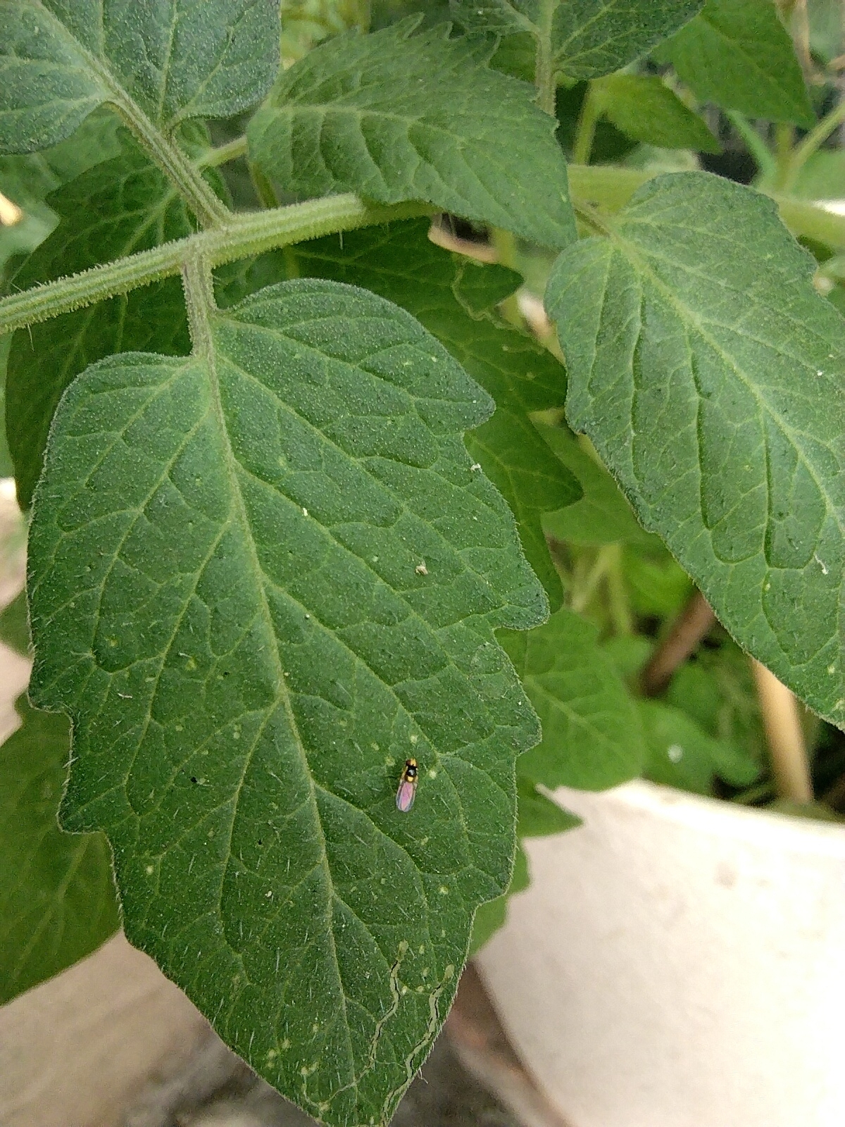 Tomatenminierfliege